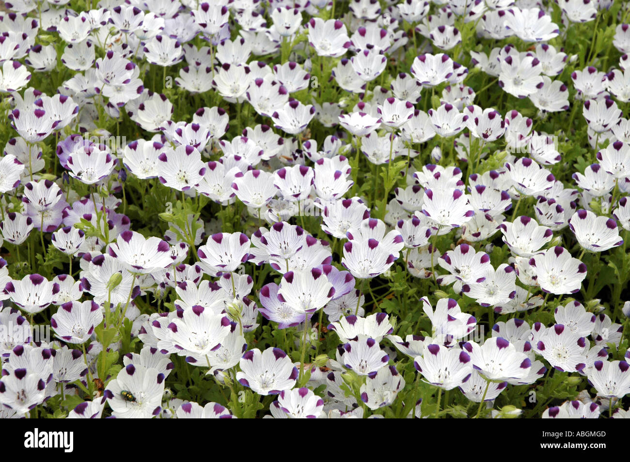 Nemophila Maculata Banque De Photographies Et D Images A Haute Resolution Alamy