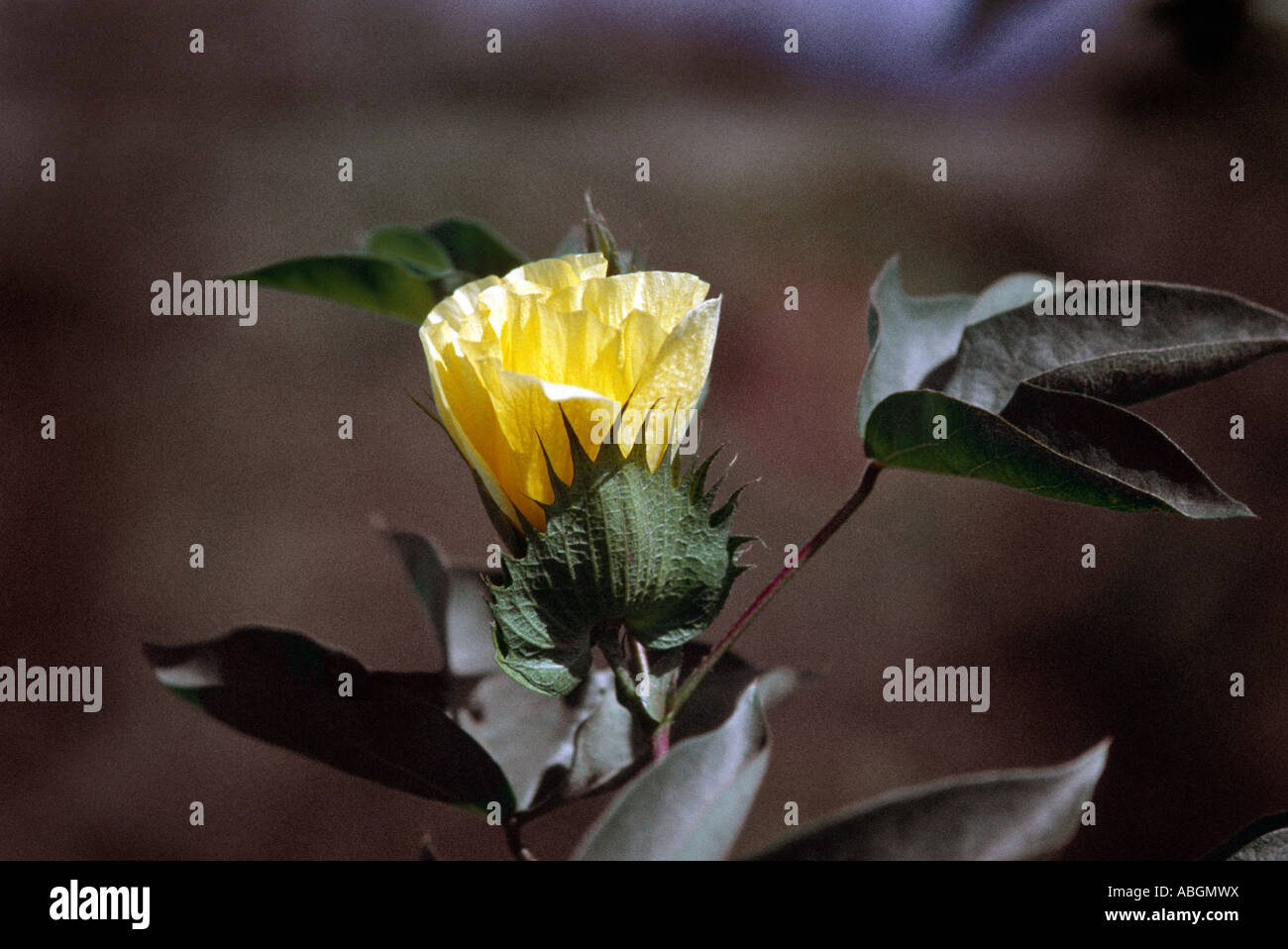 Fleur de coton de la Californie. Banque D'Images