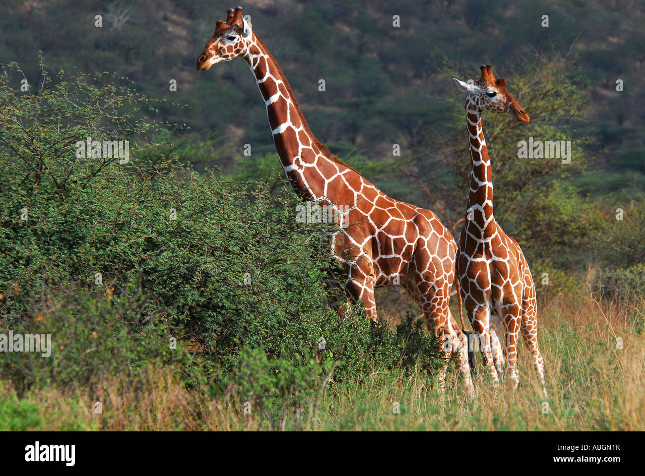 Somali Girafe (Giraffa camelopardalis reticulata) Parc national de Samburu, Kenya, Africa Banque D'Images