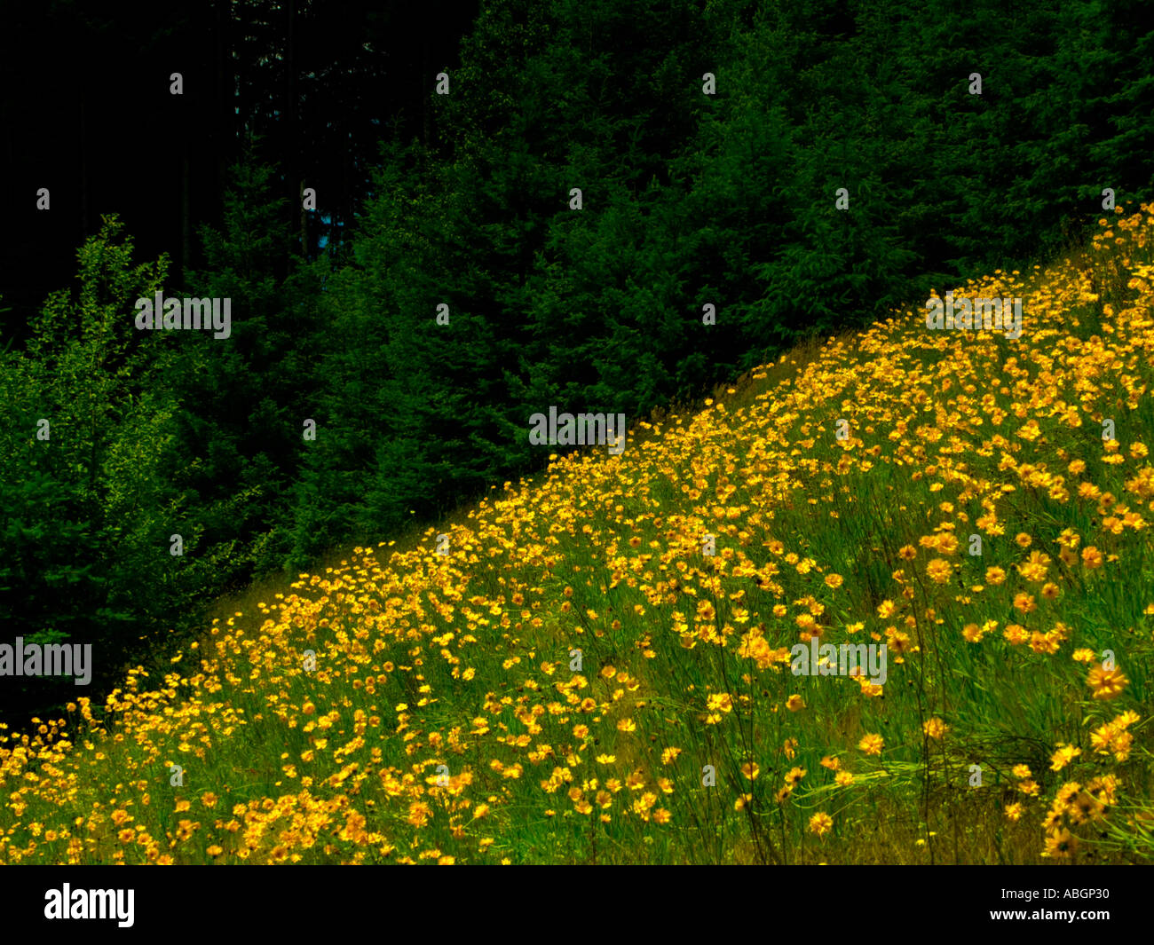 La Floraison Des Fleurs Sauvages Jaune Ornent Le Bord De La