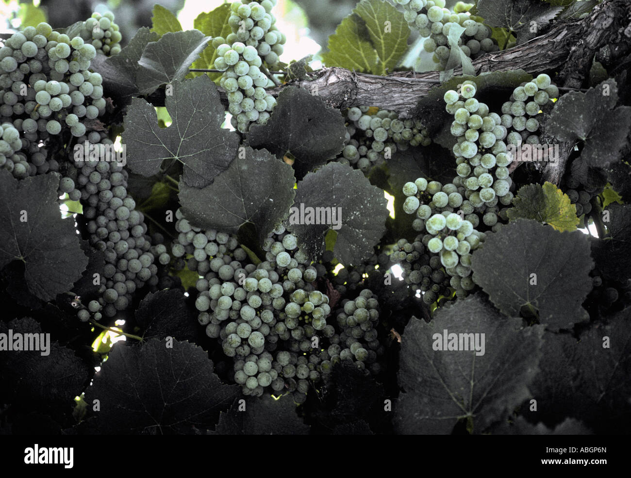 Les raisins de la Californie sur une vigne pour l'élaboration du vin. Banque D'Images