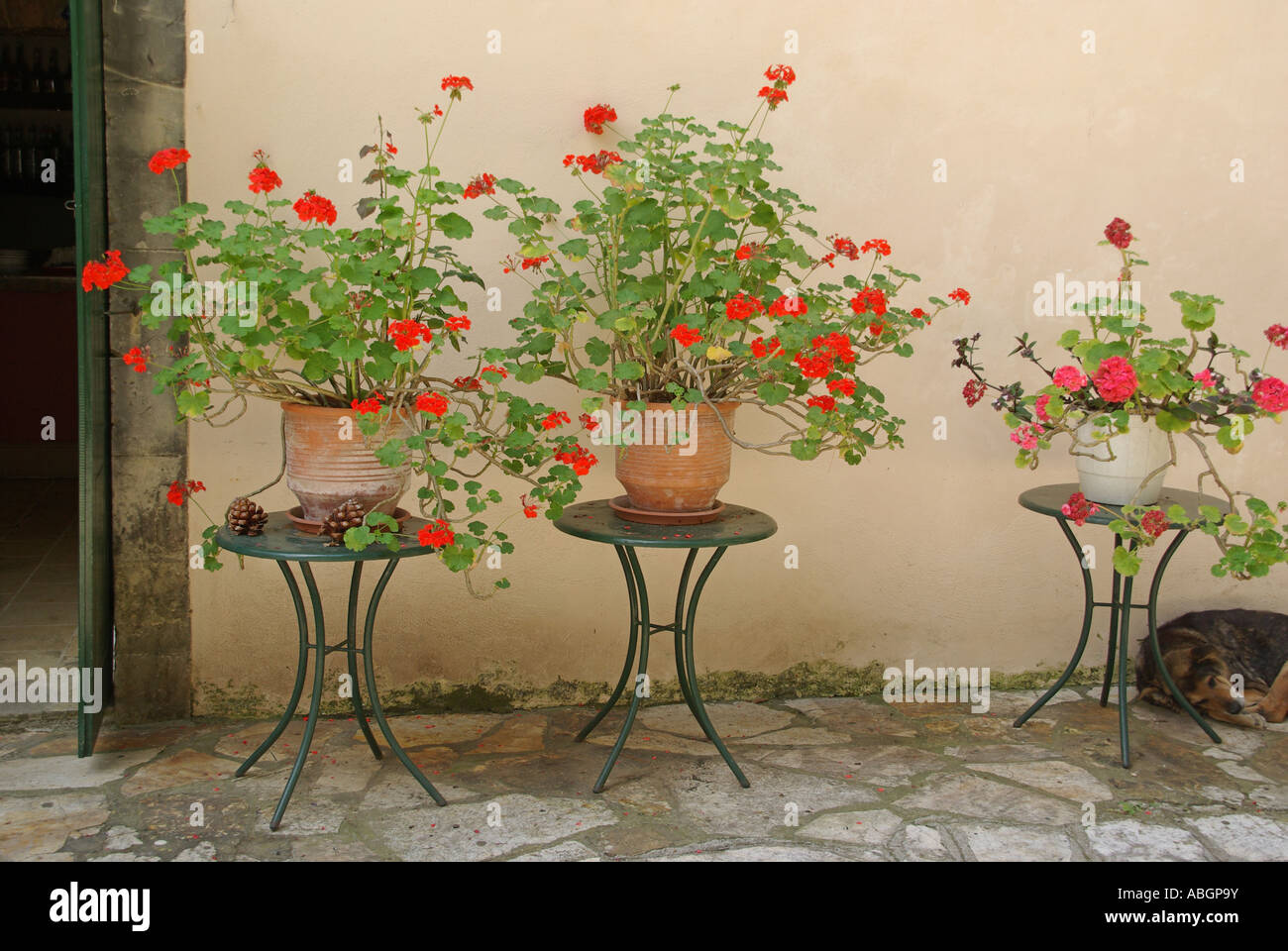 Vieille ville de Corfou géranium plantes poussant dans des pots sur petite table Banque D'Images