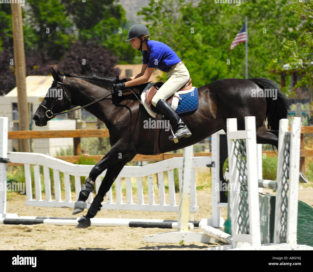 Cheval de saut d’obstacles Banque D'Images