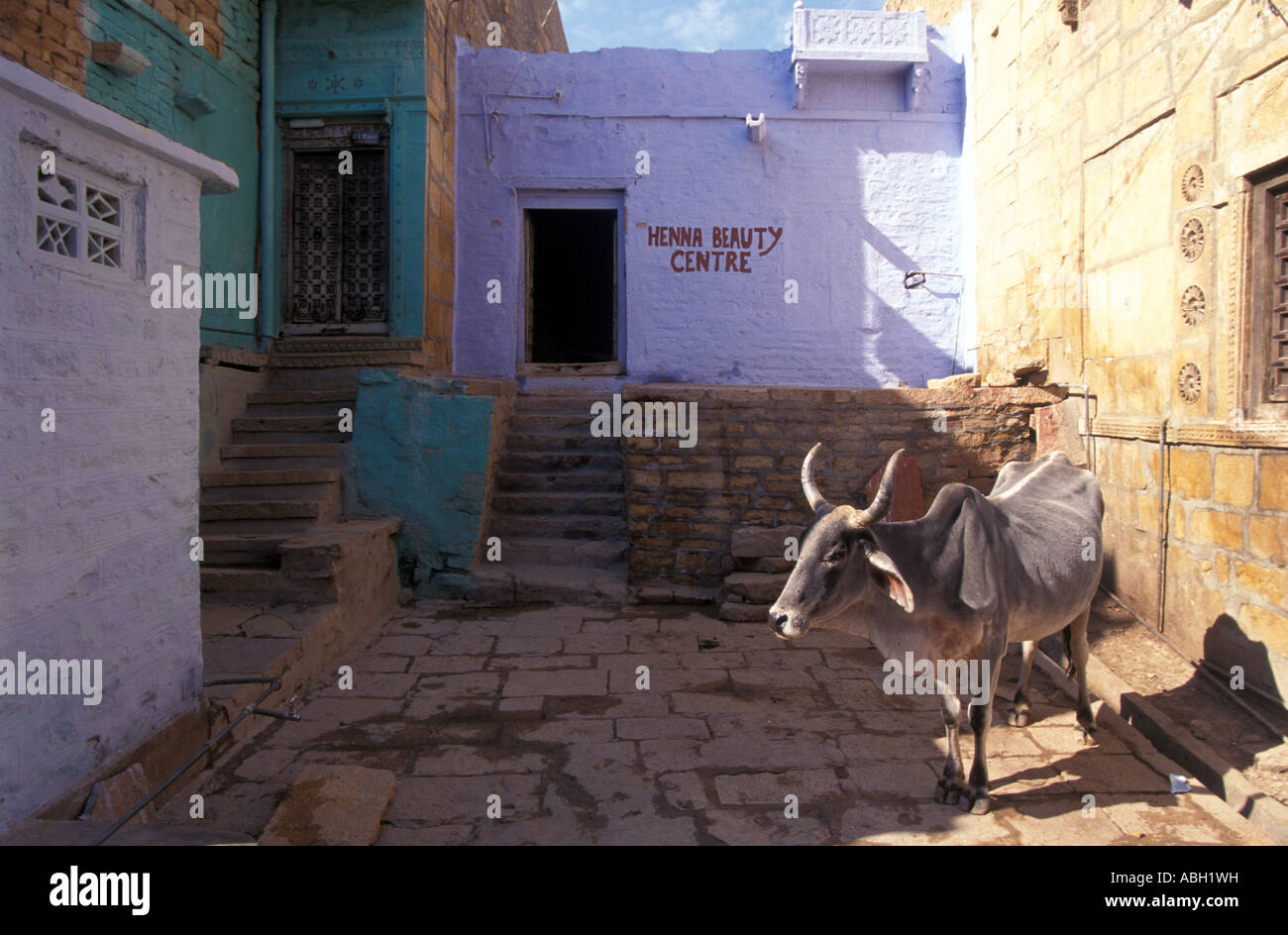 Inde Rajasthan vache sacrée à l'extérieur Centre de Beauté Banque D'Images