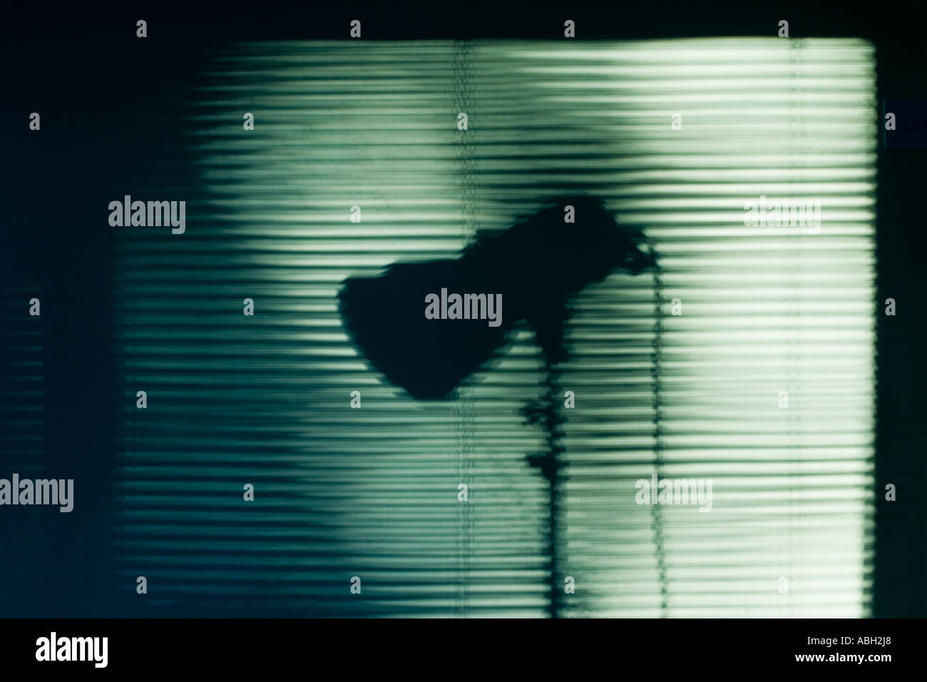 Ombre d'un studio light et les stores vénitiens sur un mur Banque D'Images