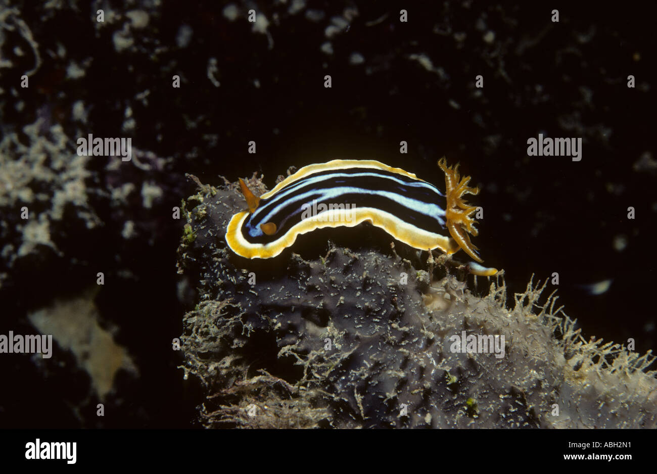 Nudibranche Chromodoris quadricolor Ruppell Pyjama Leuckart 1828 sur un récif en mousse noir Sanganeb Soudan Mer Rouge Océan Indien Banque D'Images