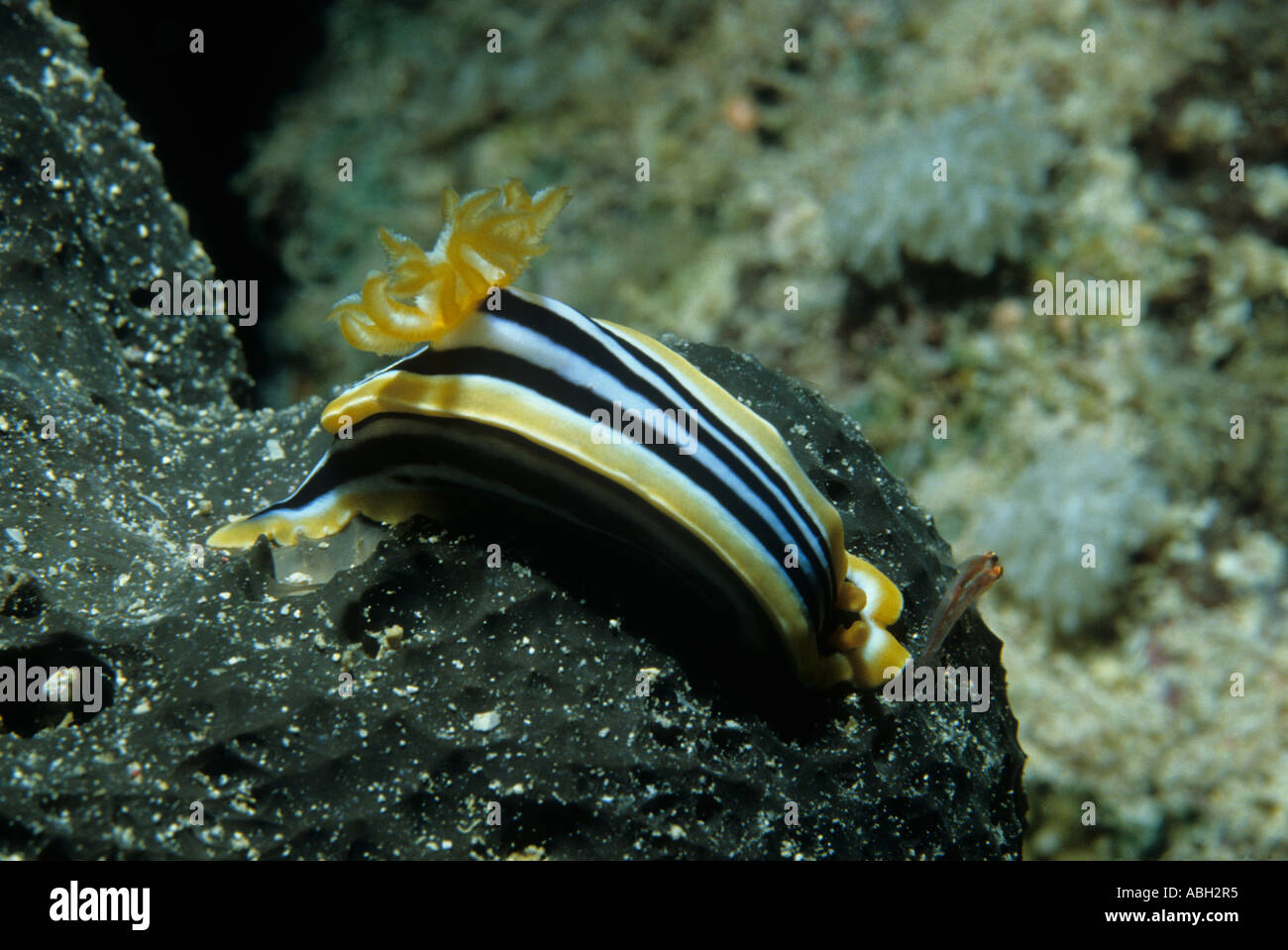 Nudibranche Chromodoris quadricolor Ruppell Pyjama Leuckart 1828 sur un récif en mousse noir Sanganeb Soudan Mer Rouge Océan Indien Banque D'Images
