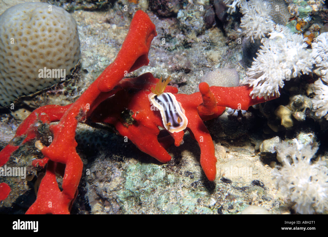 Nudibranche Chromodoris quadricolor Ruppell Pyjama Leuckart 1828 se nourrir sur une éponge rouge Latrunculia magnifica Sanganeb Reef Banque D'Images