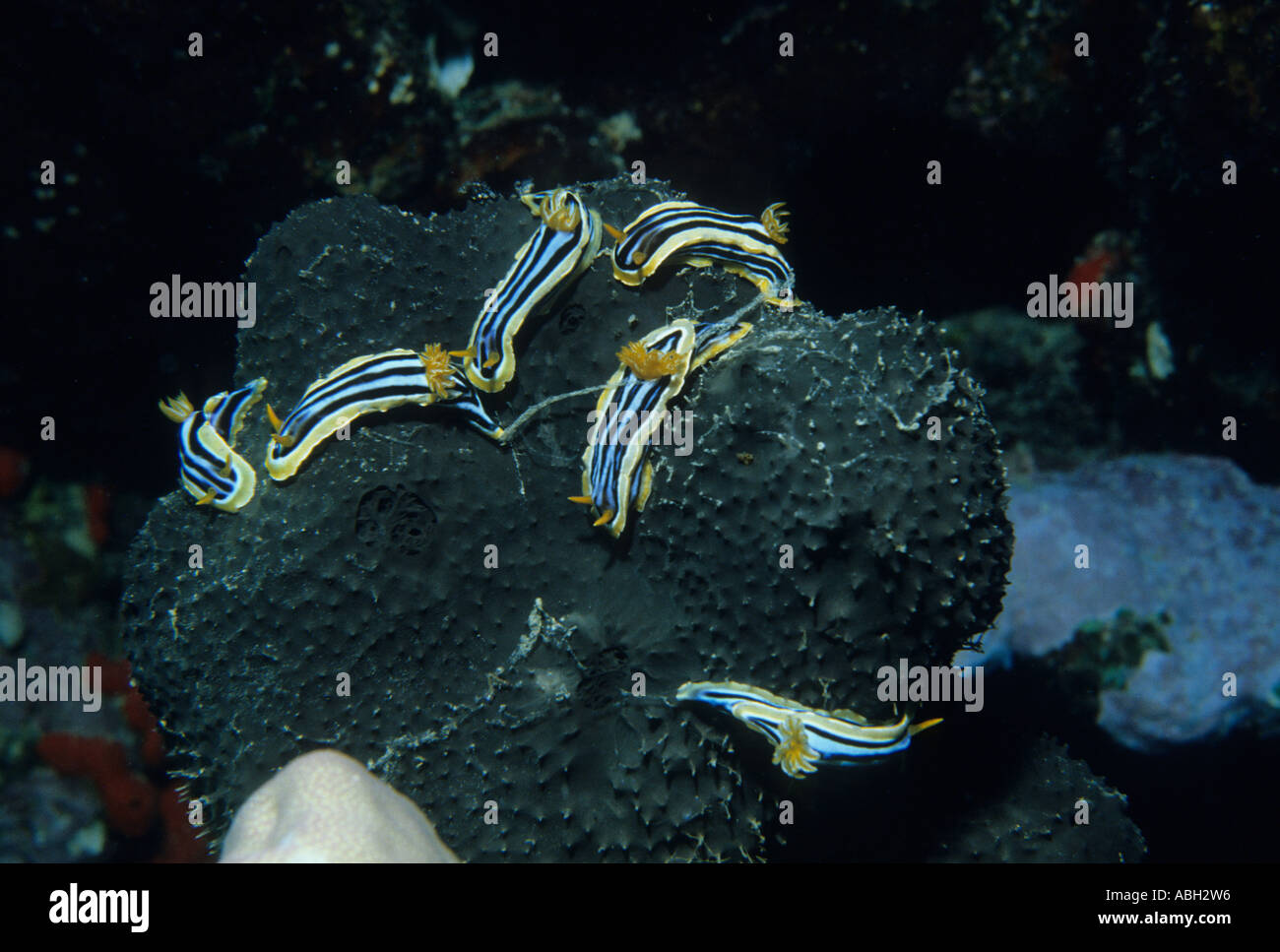 Nudibranches Chromodoris quadricolor Pyjama Six Ruppell Leuckart 1828 qui se nourrit d'une éponge noir Reef Sanganeb Soudan Mer Rouge Banque D'Images