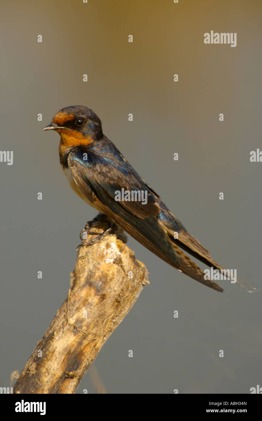 Pacific Swallow Hirundo tahitica javanica à nahuel sur une souche à Bung Boraphet Thaïlande 2007 Banque D'Images