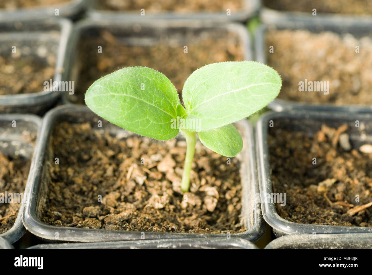 Plantes de tournesol en serre Banque de photographies et d’images à — free download