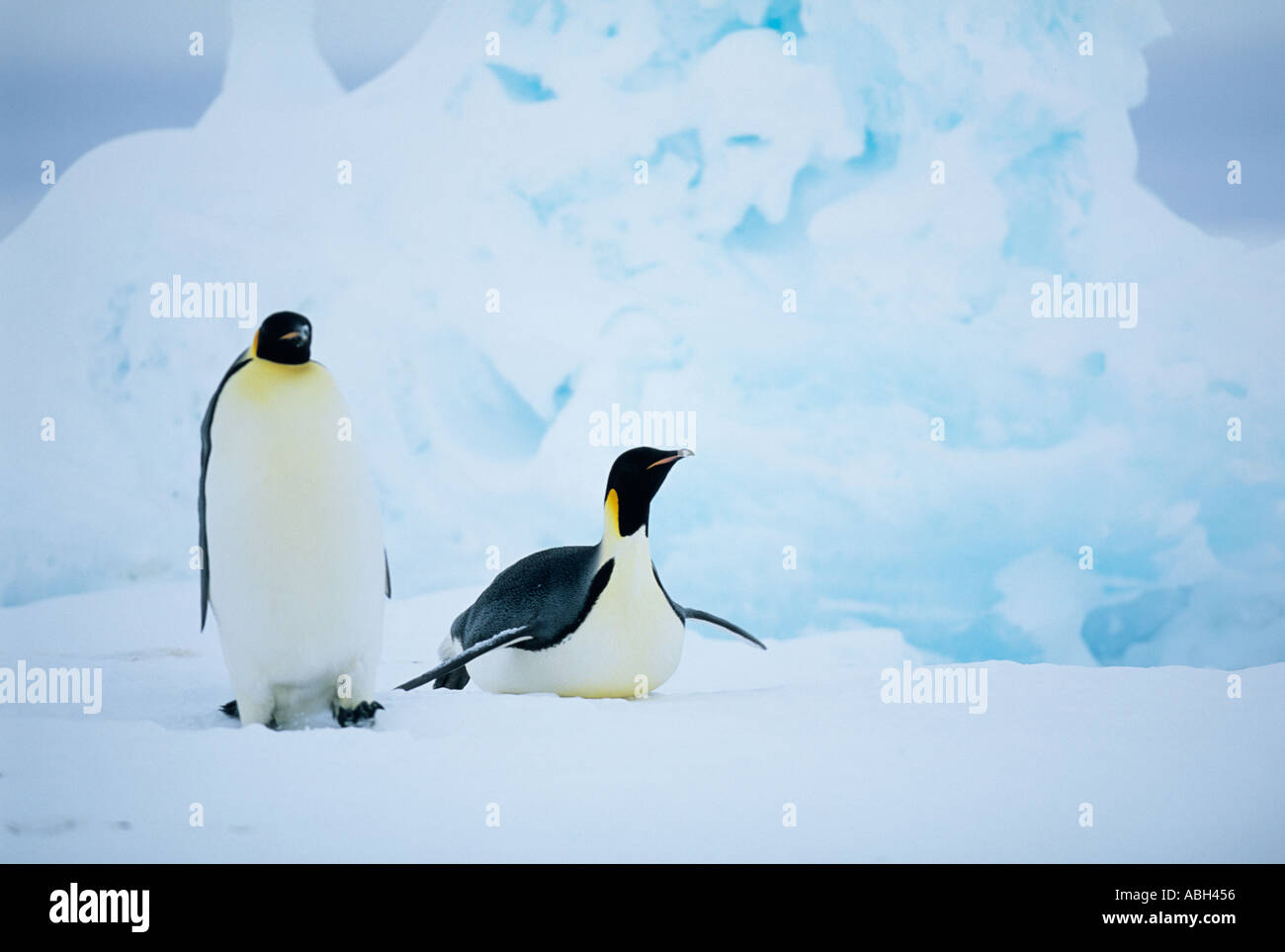 Manchots empereurs Aptenodytes fosteri mer de Weddell, Antarctique Banque D'Images