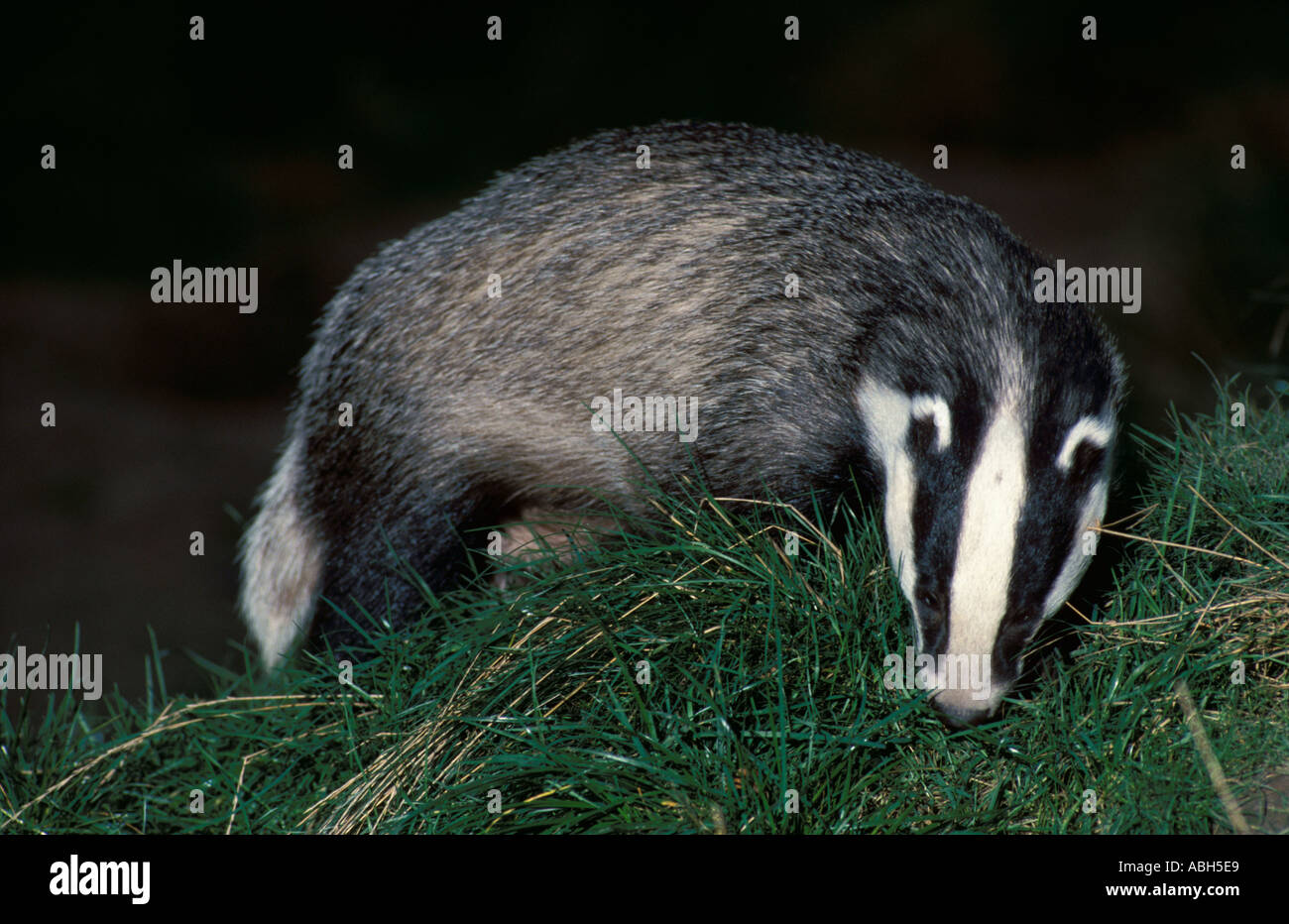 L'inhalation de Badger à l'herbe à la recherche de nourriture Banque D'Images