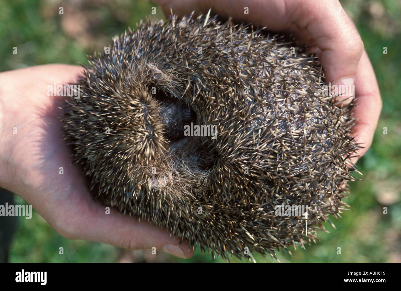 Hedgehog lovée dans la balle dans les mains de personnes Banque D'Images
