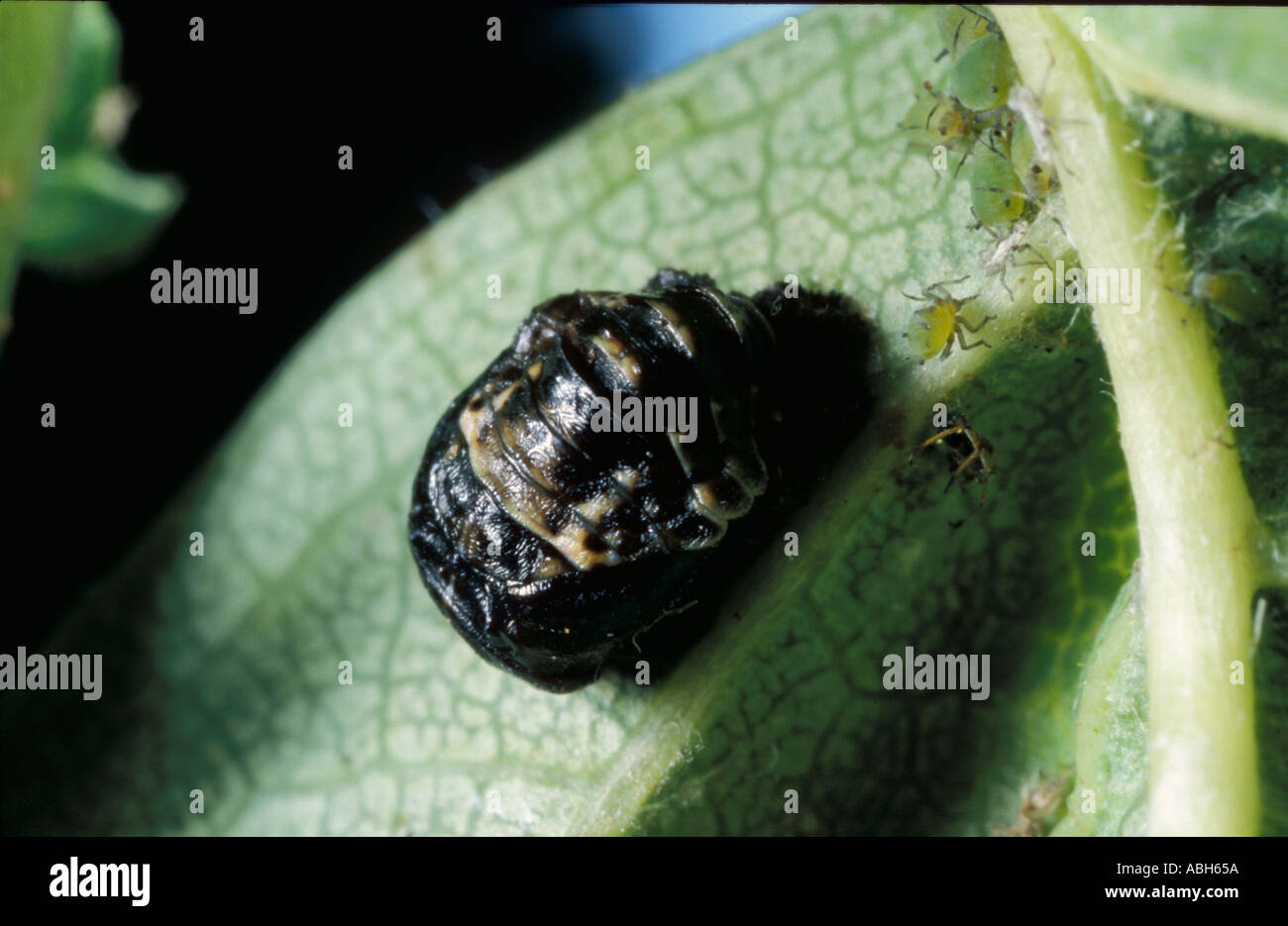 2 Spot Ladybird nymphes on leaf Banque D'Images