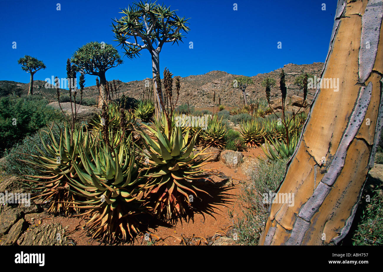 Arbres carquois Aloidendron dichotomum en croissant Goegap Nature Reserve, en Afrique du Sud Namaqualand Banque D'Images