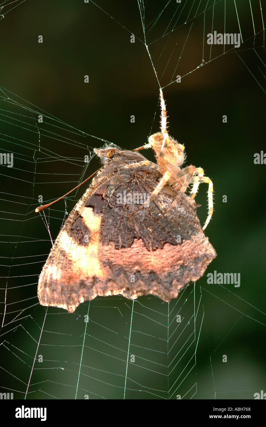 Jardin araignée avec de petites proies papillon écaille Banque D'Images