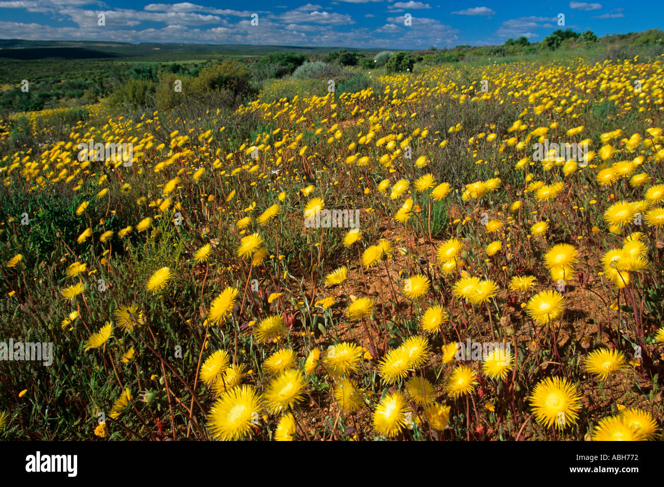 Fleurs de Printemps Août Afrique du Sud Namaqualand Banque D'Images