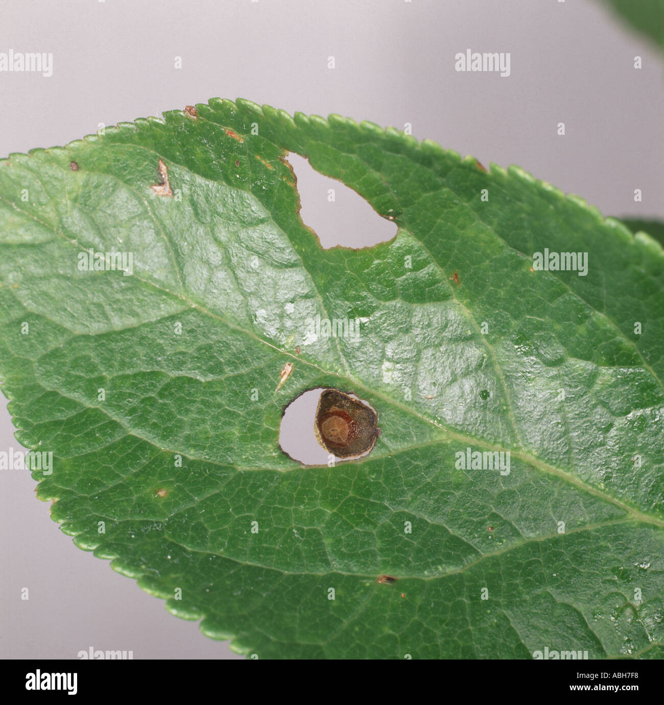 Close up of plum feuilles présentant des trous et lésion criblure Stigmina carpophila Banque D'Images