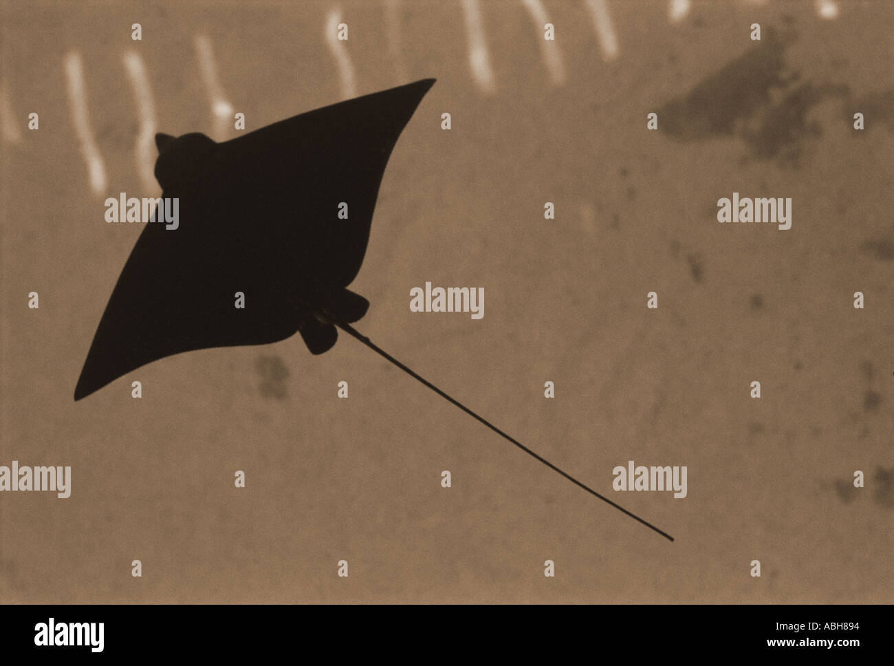 Silhouette de ray contre le plancher océanique en monochrome Banque D'Images