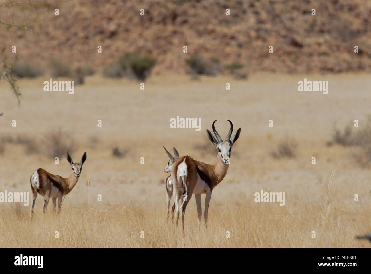 Namib Rand Nature Reserve Springbok Namibie Afrique du Sud Banque D'Images