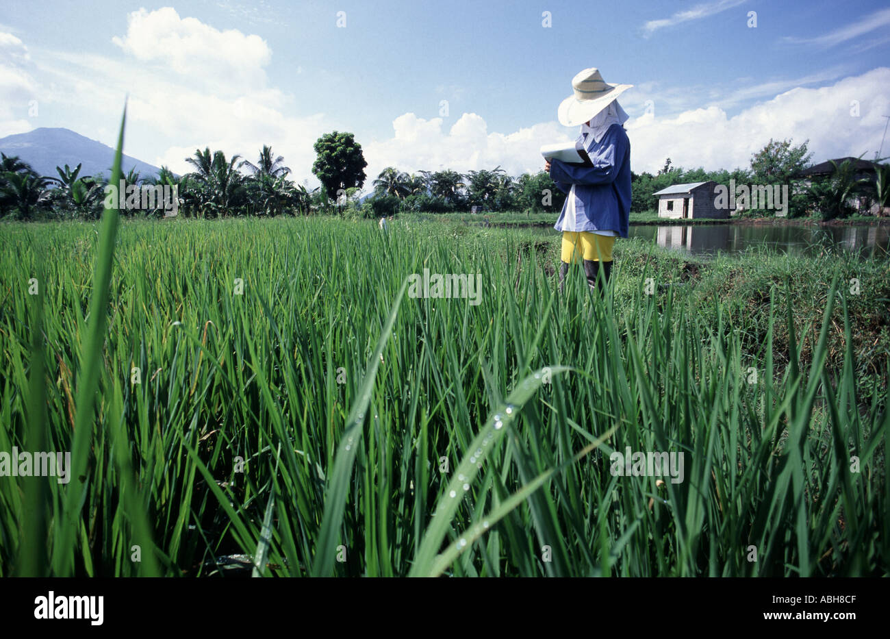 Les chercheurs qui étudient la culture du riz dans des expériences génétiques et de reproduction à l'IRRI Banque D'Images