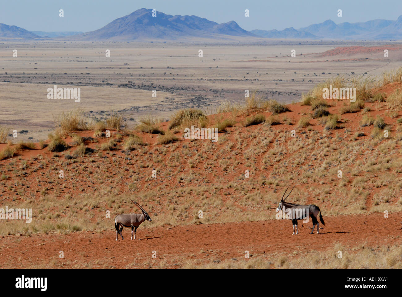 Deux Oryx Wolwedans Namib Rand Game Reserve en Namibie Banque D'Images