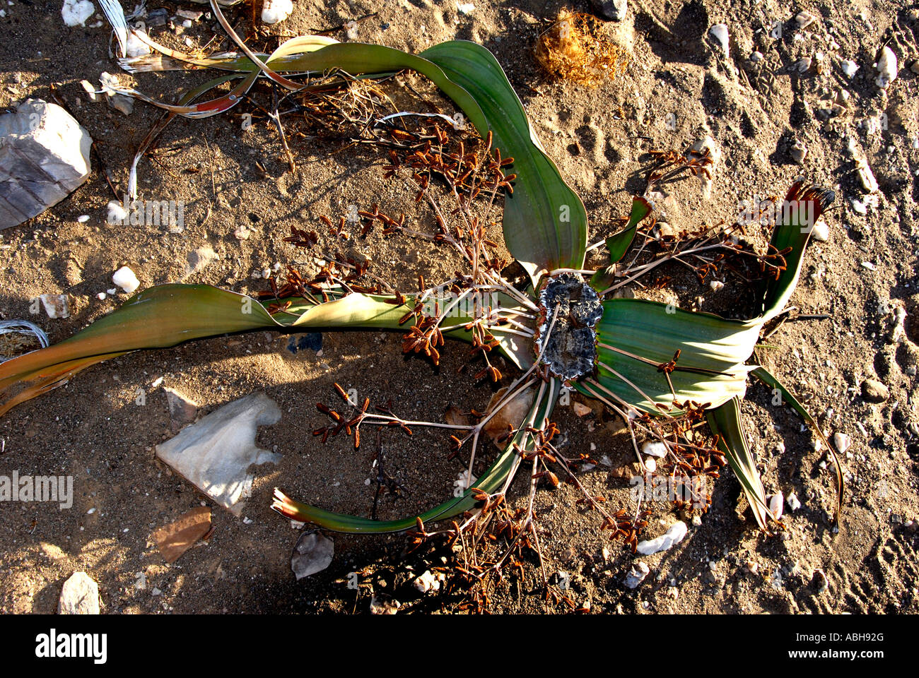 Usine Kaokland Welwitschia mirabilis le nord de la Namibie Afrique du Sud Banque D'Images
