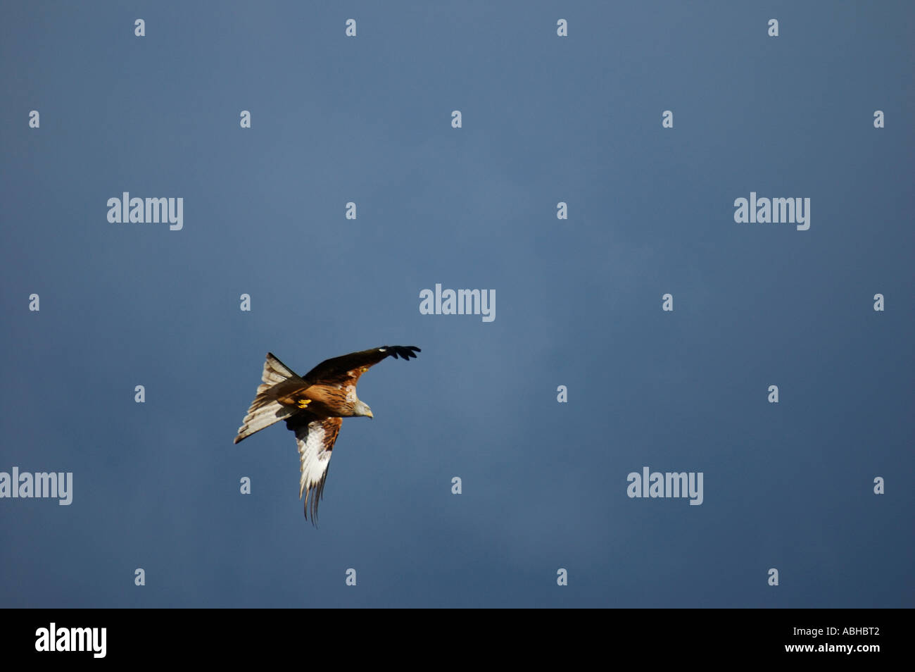 Red kite wing trappe 2359 Banque D'Images