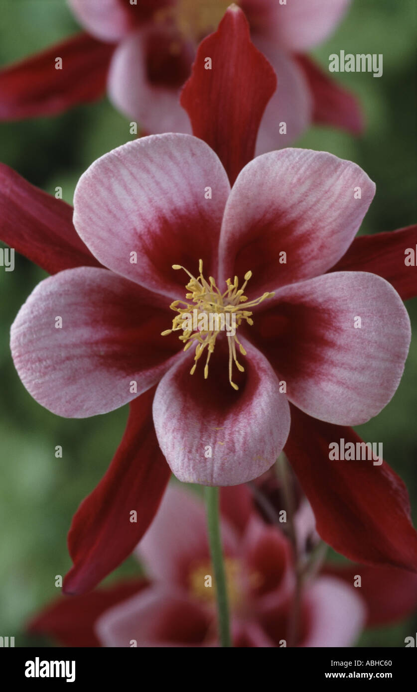 Aquilegia 'Redwing'. Série d'oiseaux chanteurs Banque D'Images