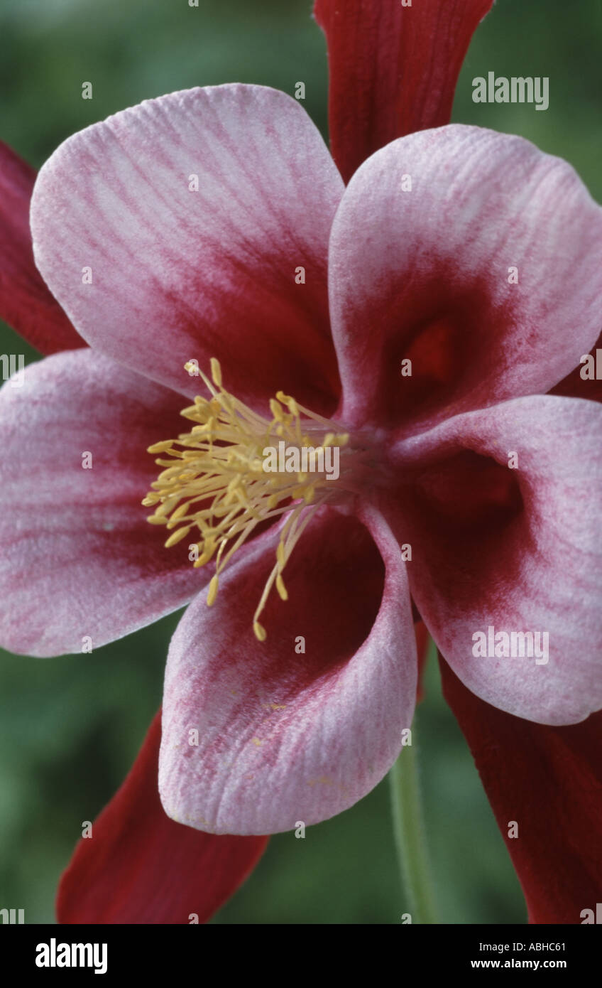Aquilegia 'Redwing'. Série d'oiseaux chanteurs Banque D'Images
