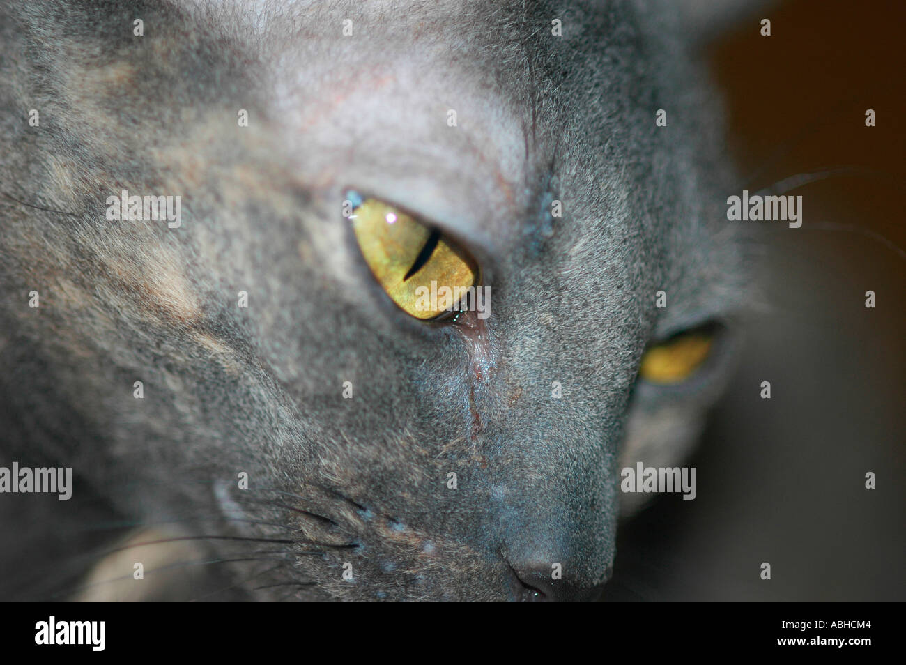Gris Bleu Rex Cornish Race De Chat à Poil Court Et Yeux