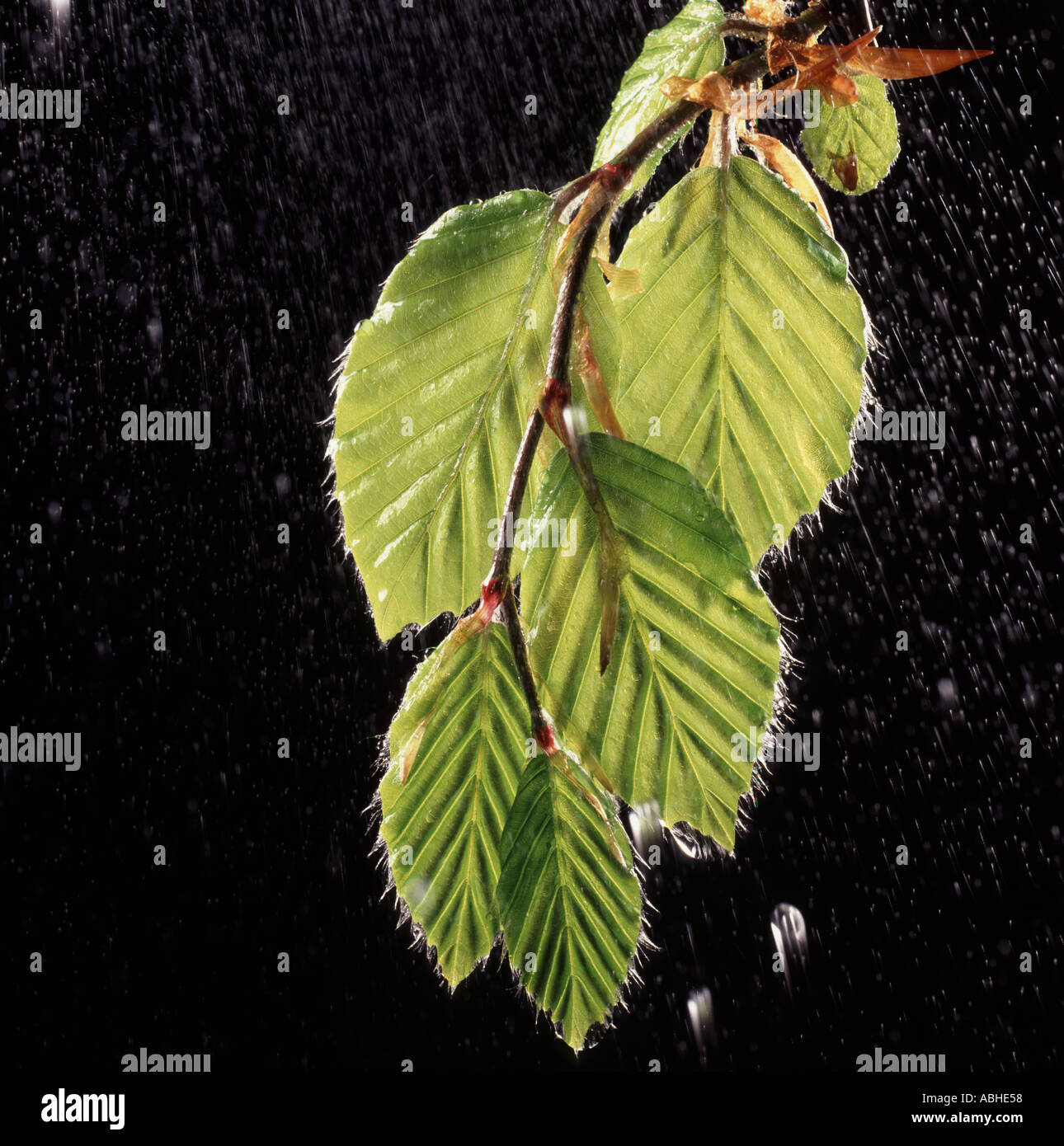 Les jeunes feuilles d'un Hêtre Fagus sylvatica rétro-éclairage par fines gouttelettes d tomber autour de quitte Banque D'Images