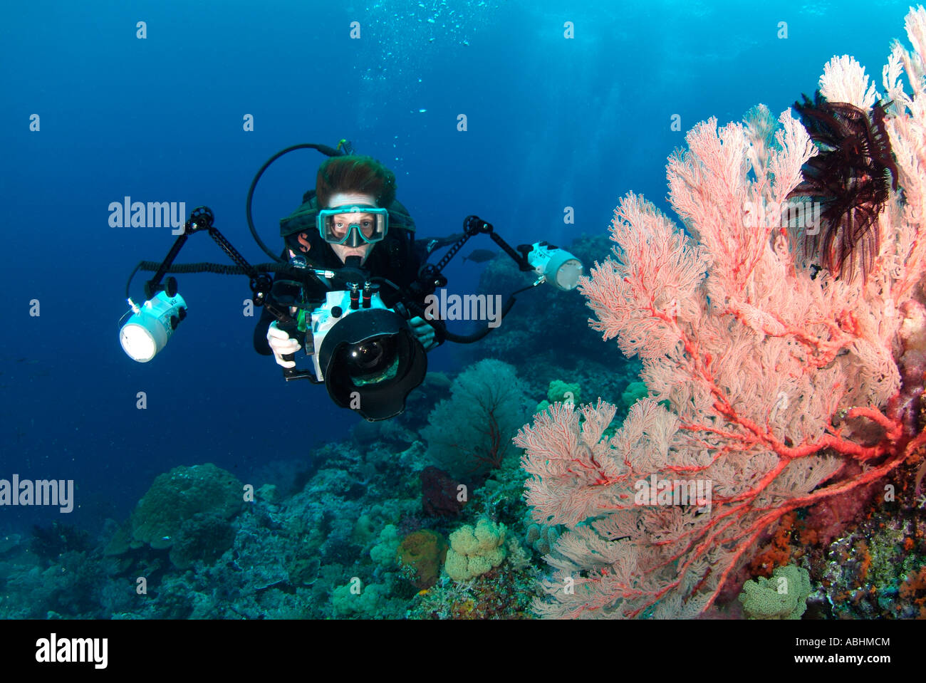 Coraux Mous, Siphonogorgia sp., Raja Ampat Banque D'Images