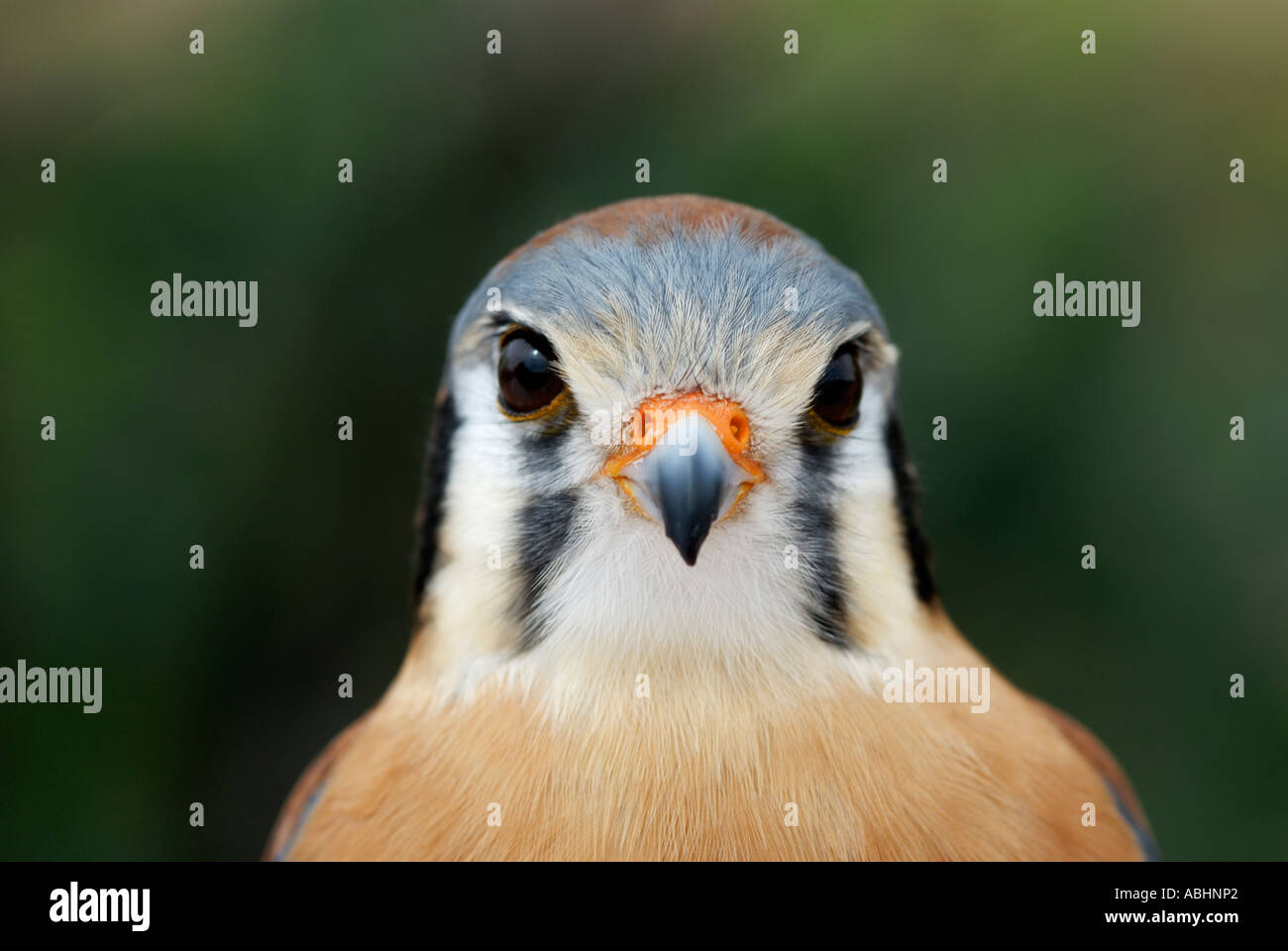 Crécerelle d'Amérique, Falco sparverius, portrait montrant des rayures du visage Banque D'Images