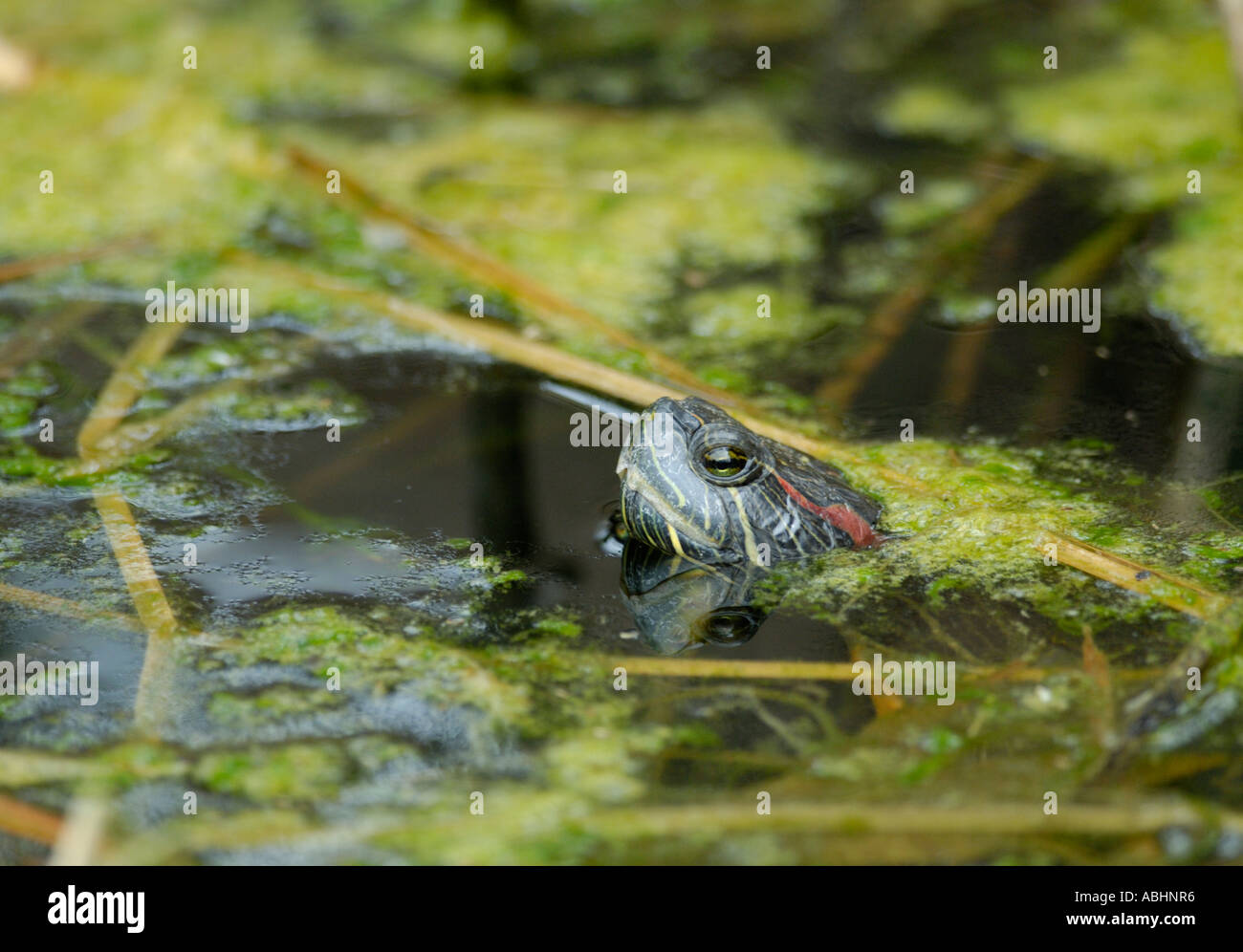 Tortue à oreilles rouges, Trachemys scripta, tortue, tête au-dessus de l'eau étang Banque D'Images