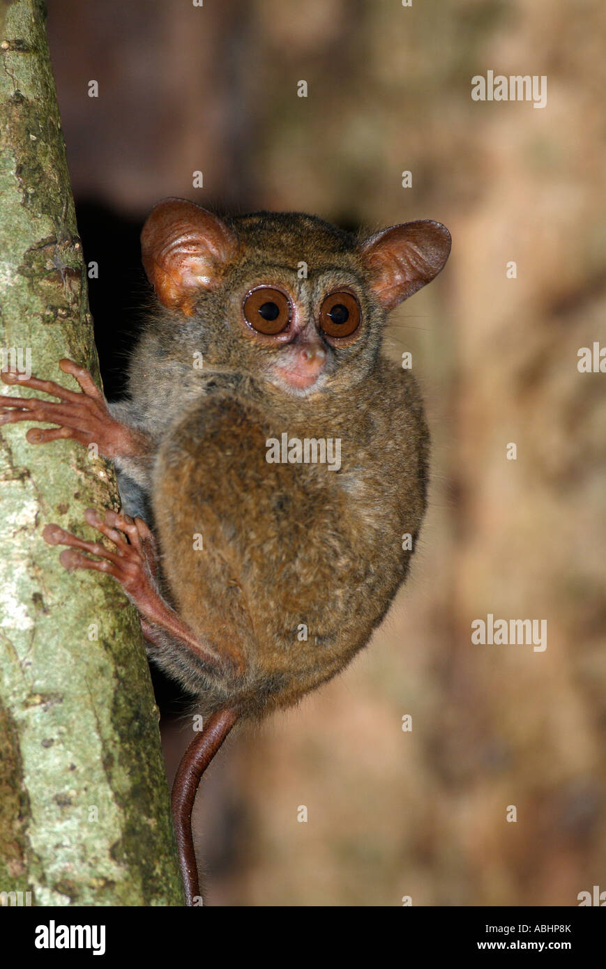 Tarsier Spectre, Tarsius spectrum, jungle de Sulawesi du Nord Banque D'Images