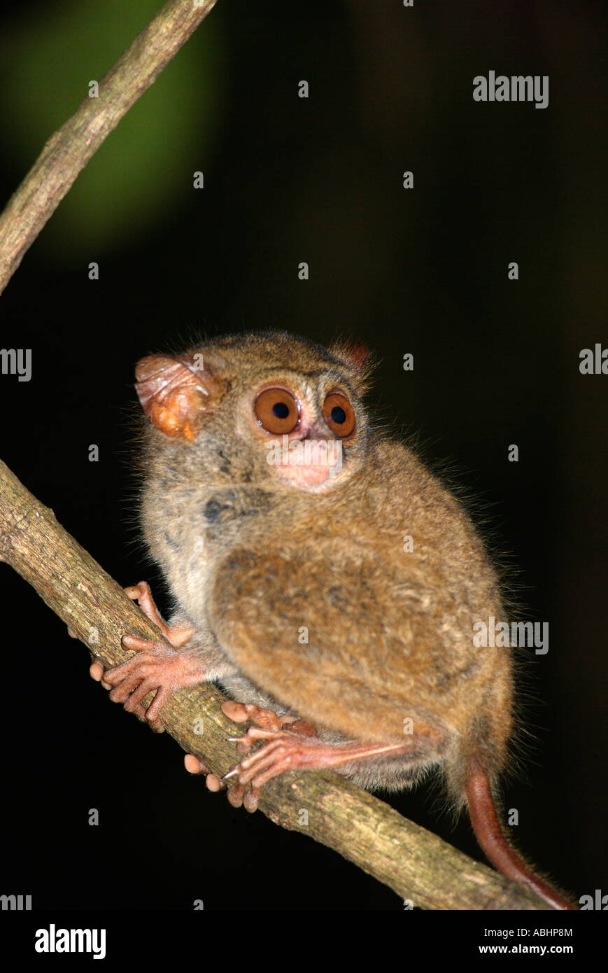 Tarsier Spectre, Tarsius spectrum, jungle de Sulawesi du Nord Banque D'Images