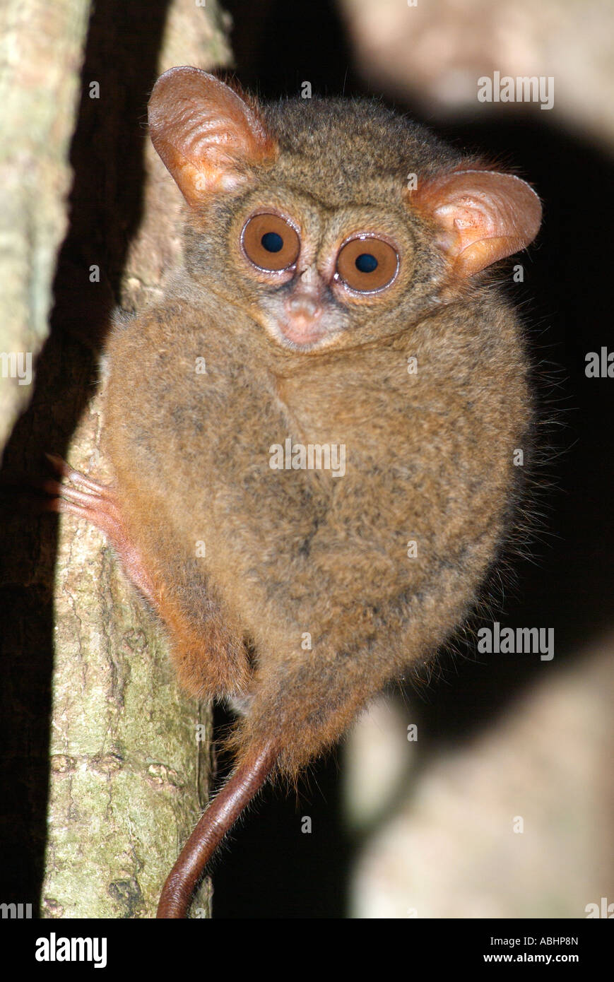 Tarsier Spectre, Tarsius spectrum, jungle de Sulawesi du Nord Banque D'Images