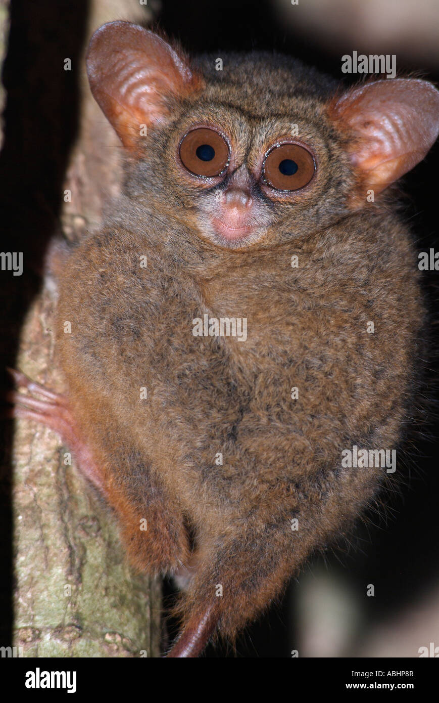 Tarsier Spectre, Tarsius spectrum, jungle de Sulawesi du Nord Banque D'Images