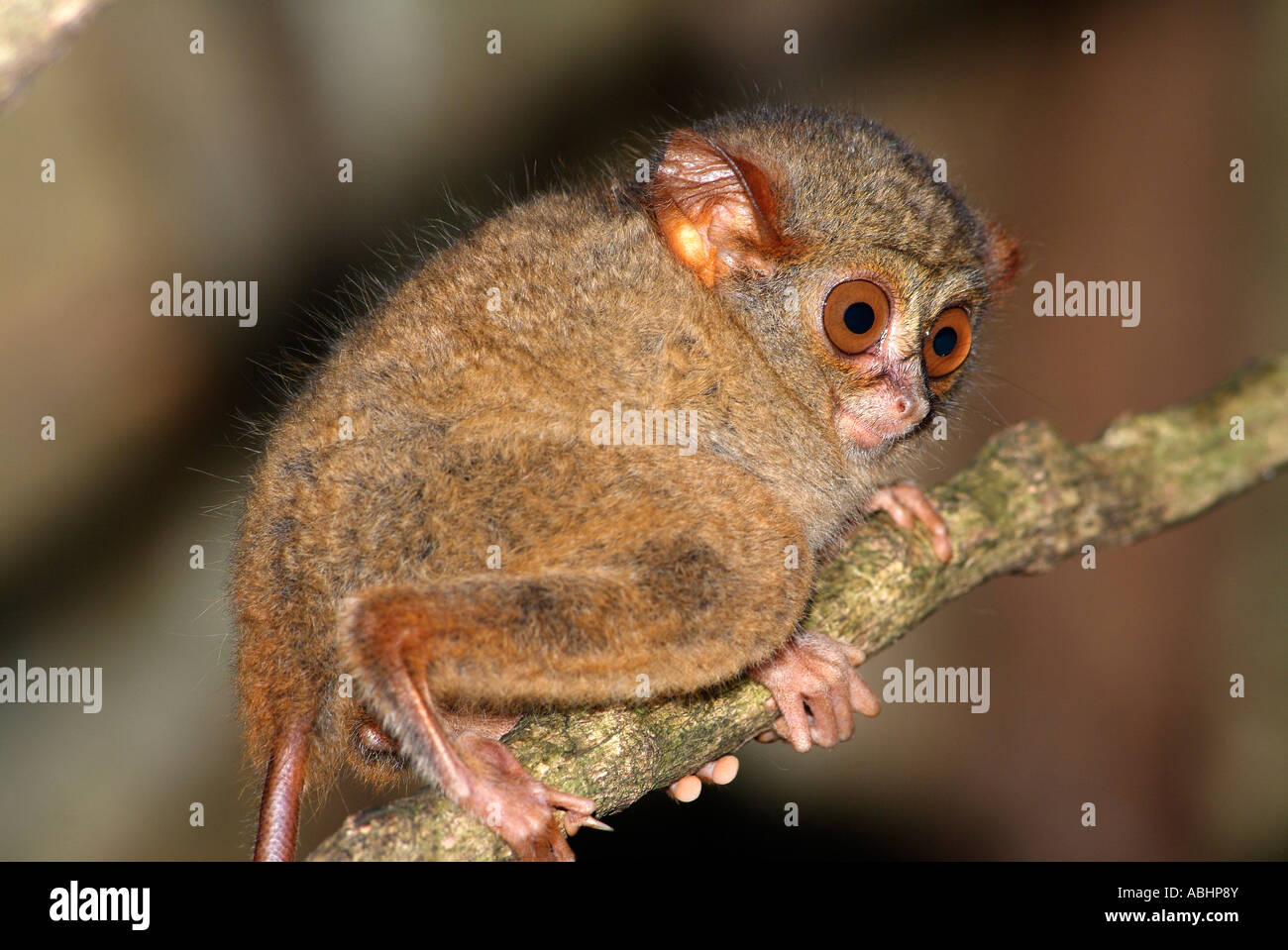 Tarsier Spectre, Tarsius spectrum, jungle de Sulawesi du Nord Banque D'Images