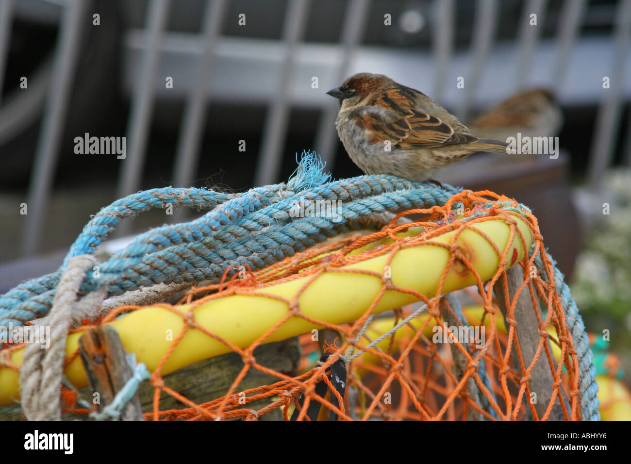Moineau domestique Passer domesticus, le lobster pot Dunure Harbour, Ayrshire, Scotland, UK. Banque D'Images