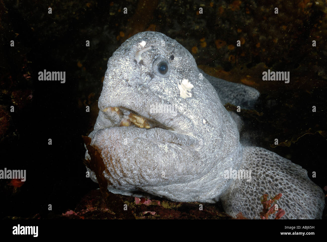 Loup ocellé poisson dans le sud de l'île de Vancouver Banque D'Images