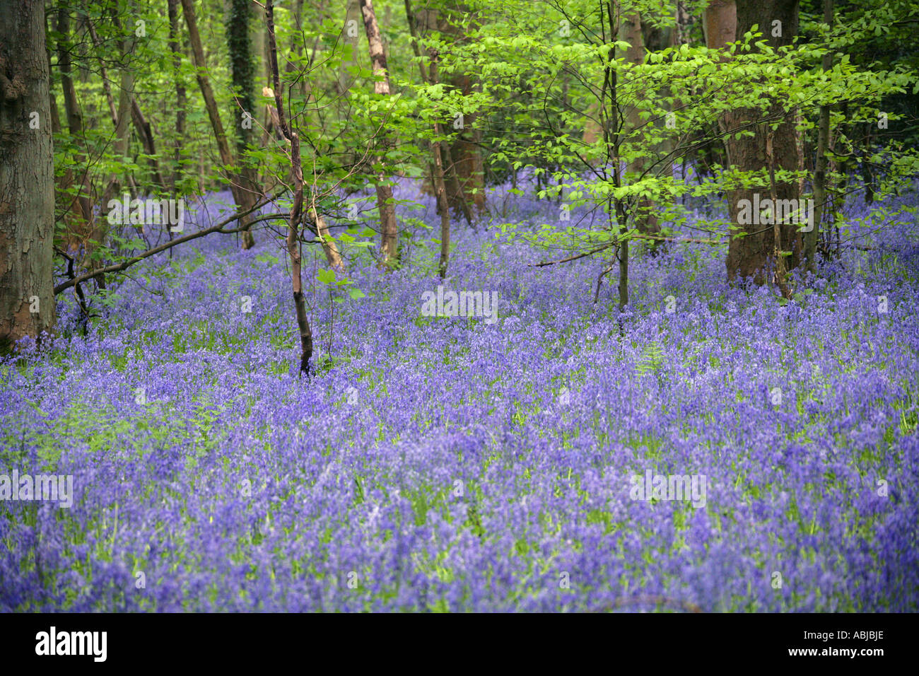 Bluebells, Hyacinthoides non-scripta (syn. Endymion non-scriptum, Scilla non-scripta), Hyacinthaceae, Whippendell Woods, Watford Banque D'Images