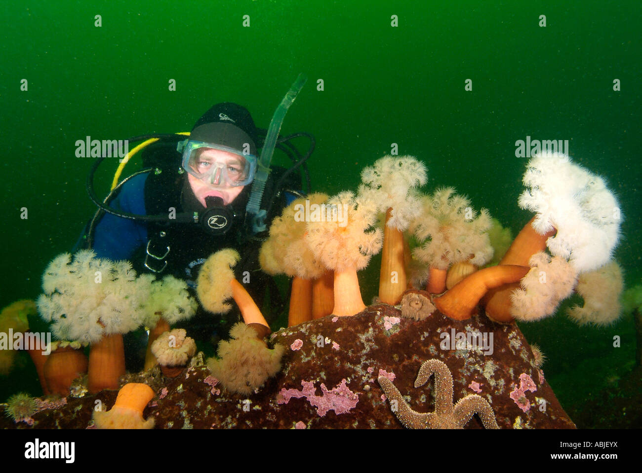 Diver plongée sous-marine dans le golfe du Saint-Laurent, Nord du Québec  Photo Stock - Alamy