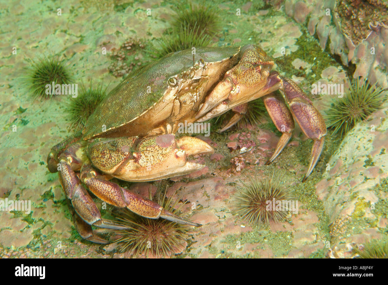 Crabe commun dans le golfe du Saint-Laurent, Nord du Québec Banque D'Images