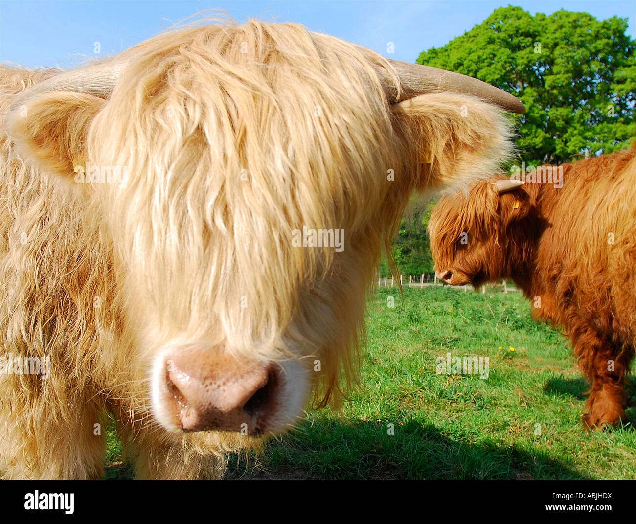 Vache de race highlanders aux cheveux longs. Photo par paddymcguinness Paddy Mcguinness Banque D'Images