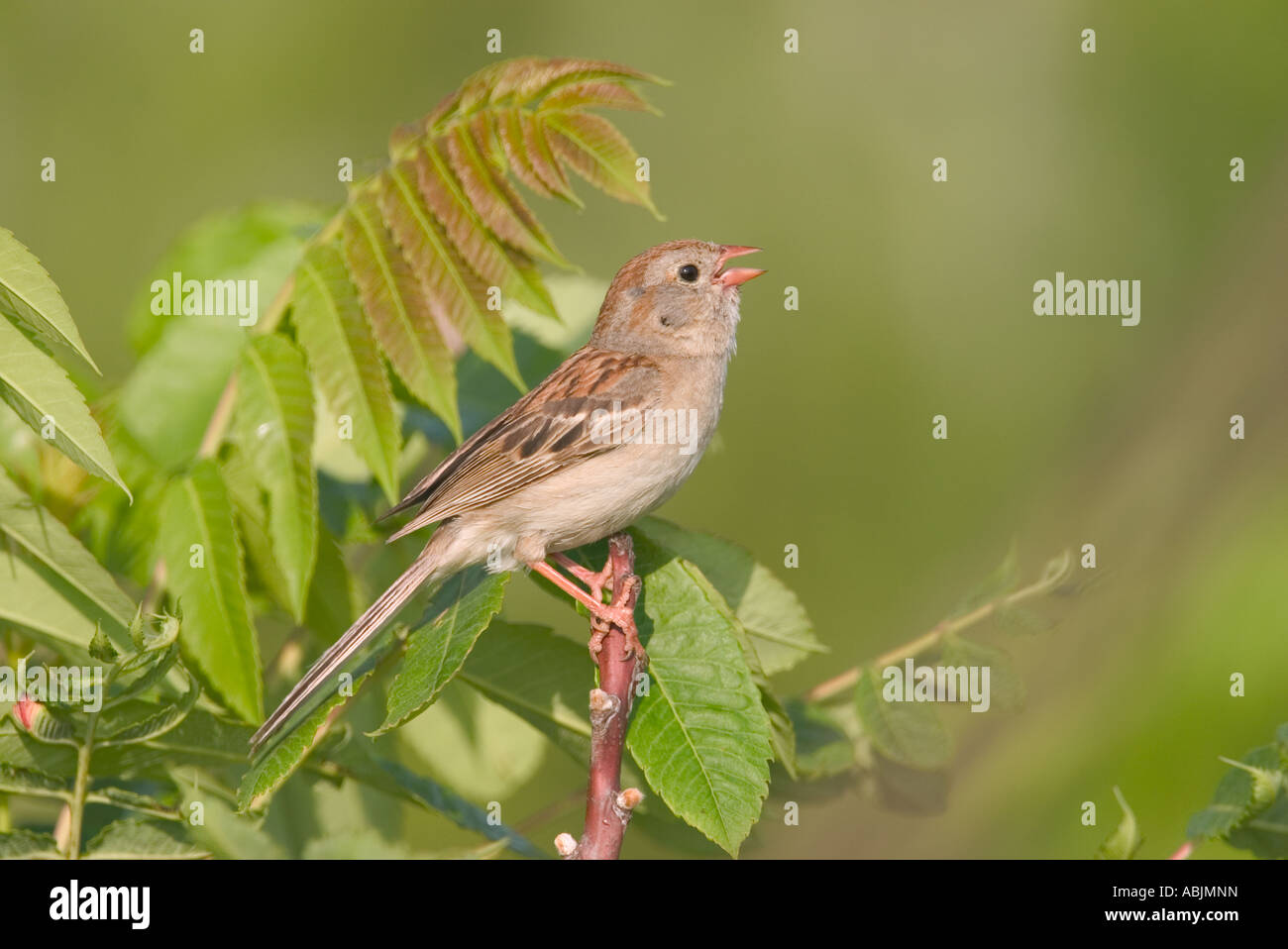 Field Sparrow Spizella pusilla Réserve de prairie à herbes Pawhuska Oklahoma USA 8 juillet Hot EMBERIZIDAE Banque D'Images