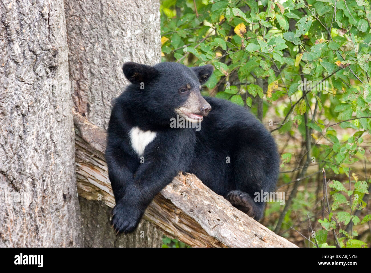 Ours noir Ursus americanus Orr Minnesota United States 10 août subadulte Ursidea Banque D'Images