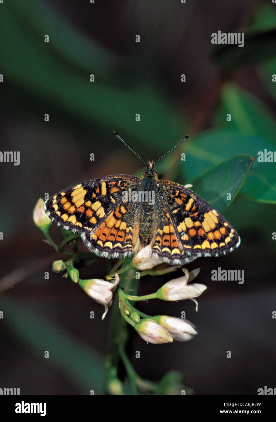 Phyciodes Crescent champ campestris Black River AZ Nymphalidae Nymphalinae 14 Juin Banque D'Images